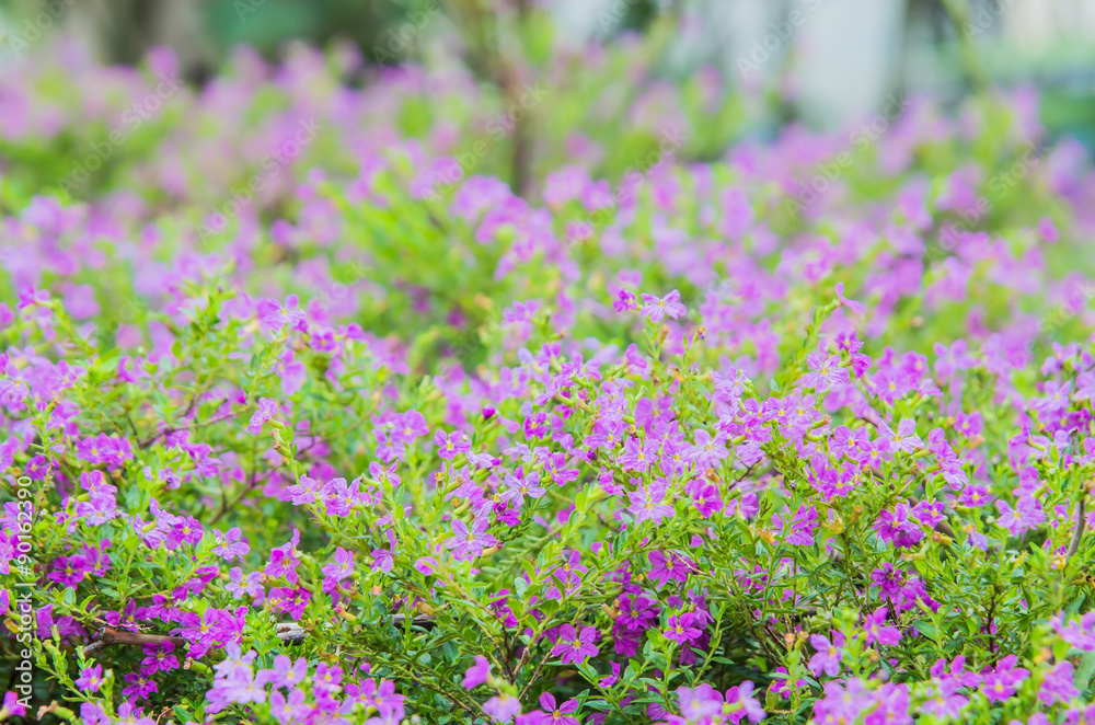 Obraz premium flowers background.