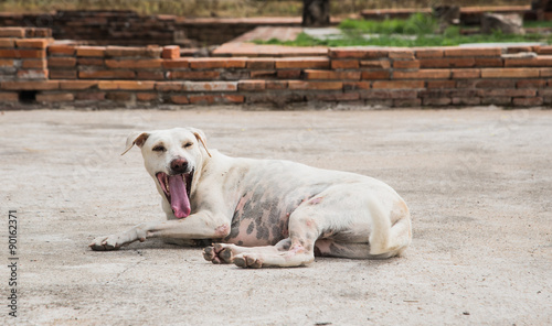 Dogs yawn.