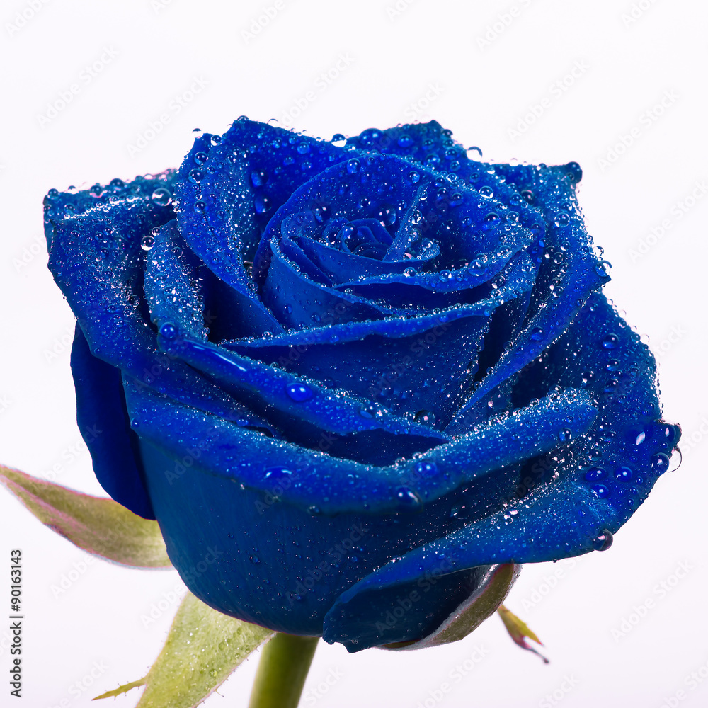 Fototapeta premium beautiful blue rose with water drops