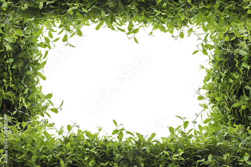 Green leaves frame isolated on white background © Thanakorn Thaneevej