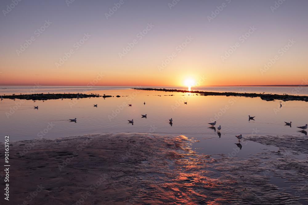 baltic sea beach with seagulls in sunset