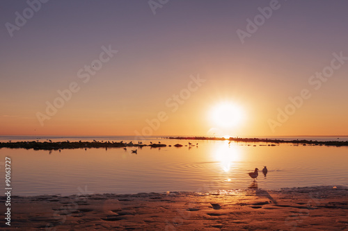 baltic sea beach with seagulls in sunset