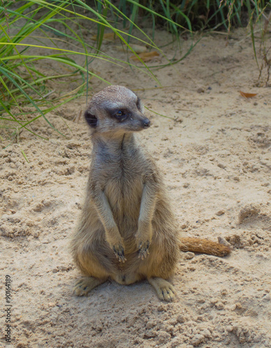 suricate photo