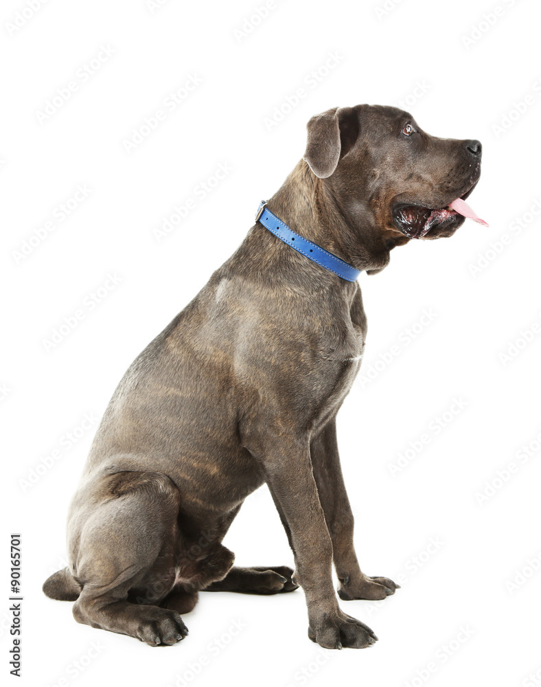 Cane corso italiano dog, isolated on white Cane corso italiano dog, isolated on white