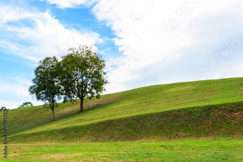 Couple of tree on field with bluesky background