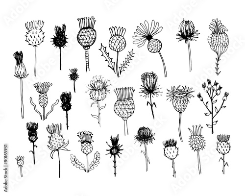 Agrimony plants collection, sketch for your design