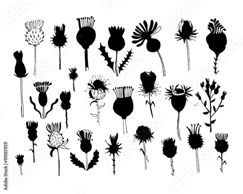 Agrimony plants collection, sketch for your design photo