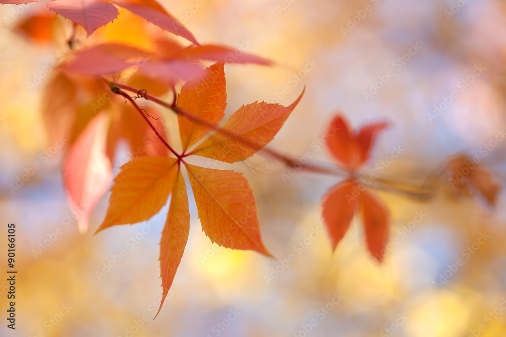 Colorful Autumn leaves background with bokeh lights - fall Colorful Autumn leaves background with bokeh lights - fall