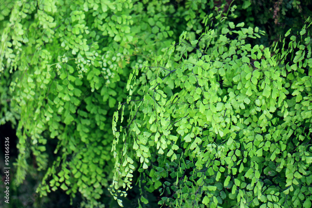 Fresh green fern background (Adiantum raddianum)
