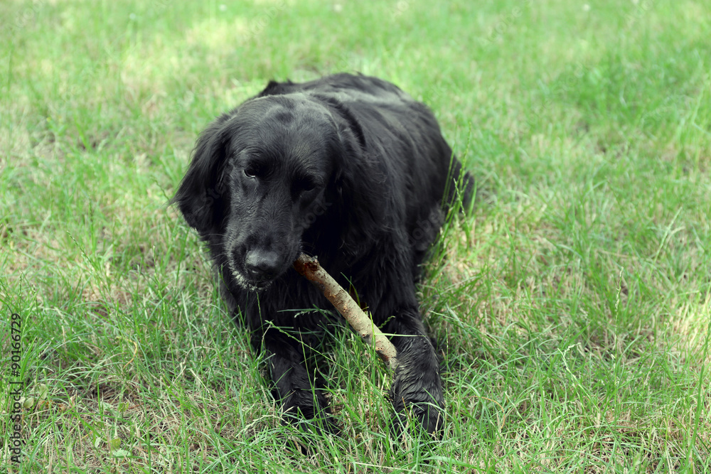 Big black dog playing with wooden stick over green grass background Big black dog playing with wooden stick over green grass background