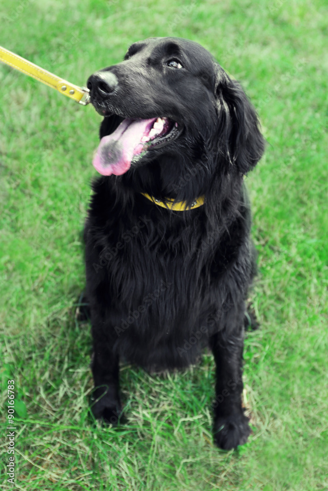 Portrait of big black dog with leash over green grass background Portrait of big black dog with leash over green grass background