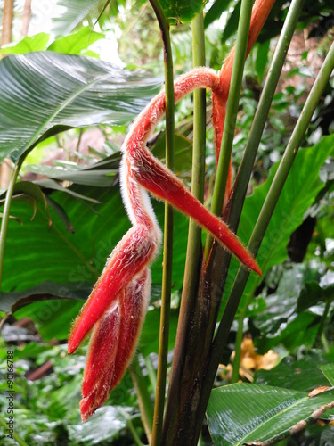 Fleurs et fruits de l'île de La Réunion photo