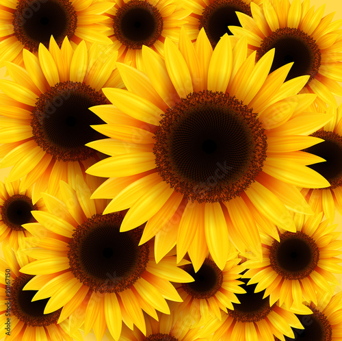 Fototapeta Naklejka Na Ścianę i Meble -  Sunflowers background