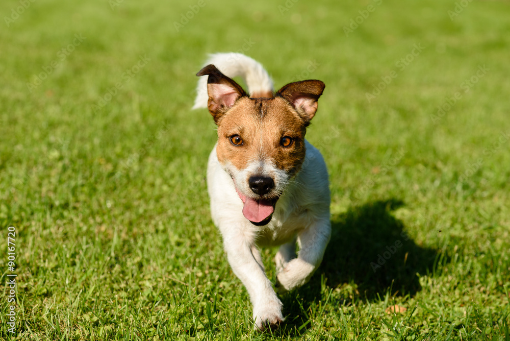 Dog walking and playing freely Dog walking and playing freely