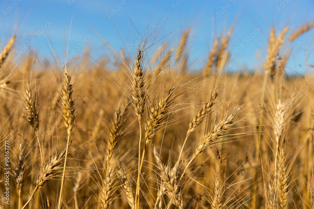 a field of wheat.