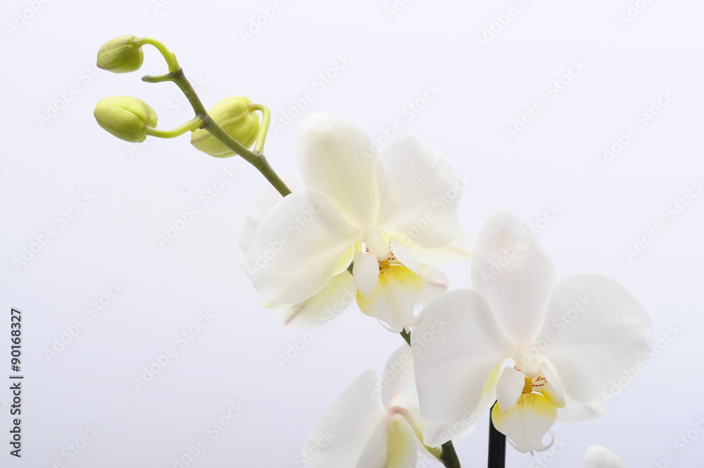 Naklejka premium White flower orchid