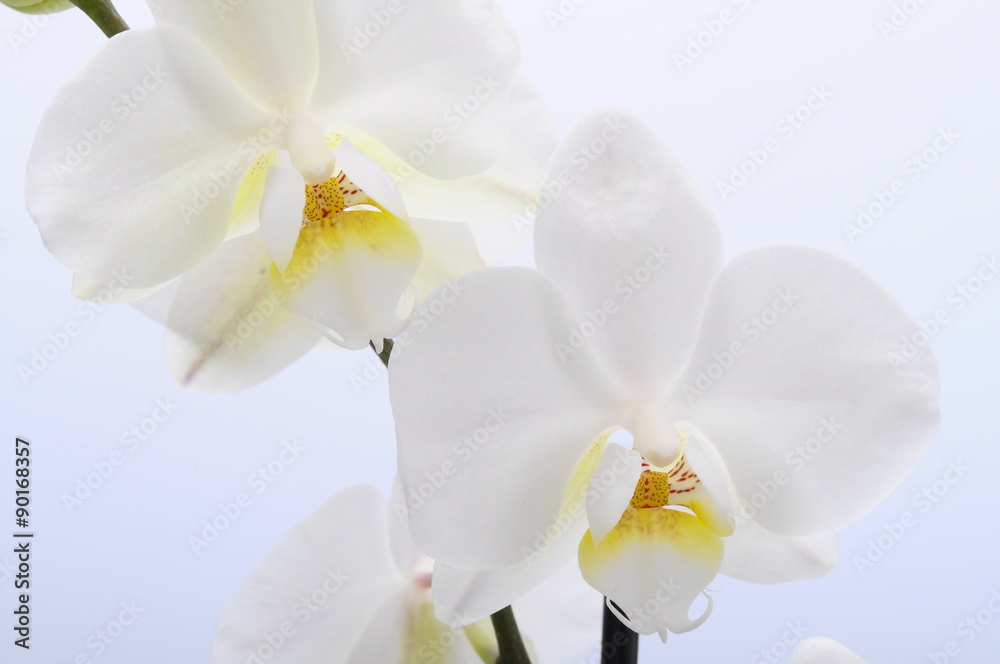 Obraz premium Biała orchidea