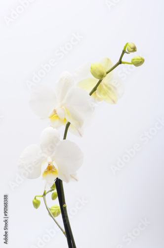 Fototapeta Naklejka Na Ścianę i Meble -  White flower orchid