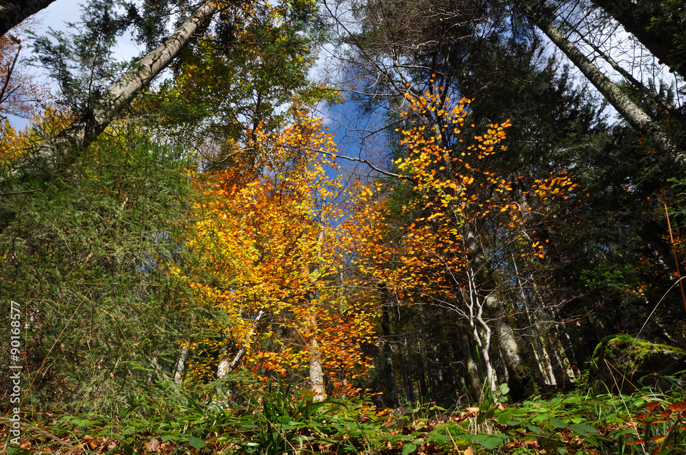 Naklejka premium Autumn fall foliage