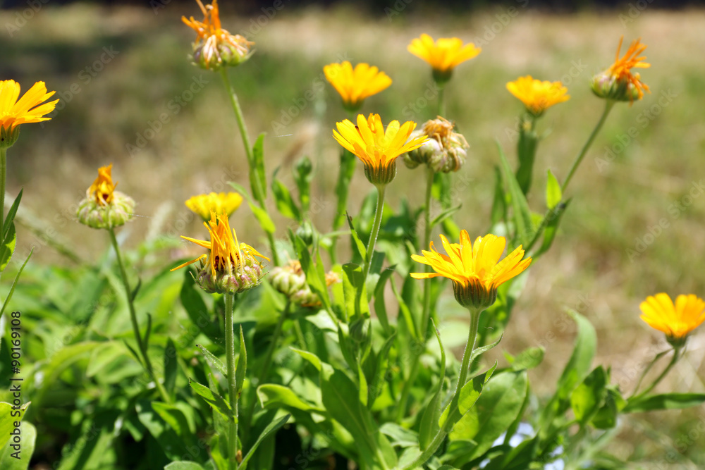 Obraz premium Beautiful small yellow flowers