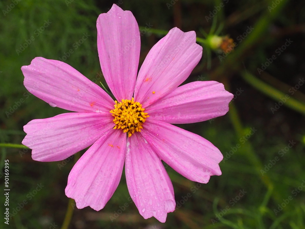 ピンクのコスモスの花 ピンクのコスモスの花