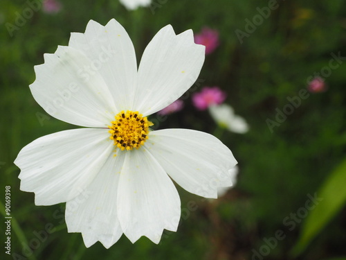 白いコスモスの花