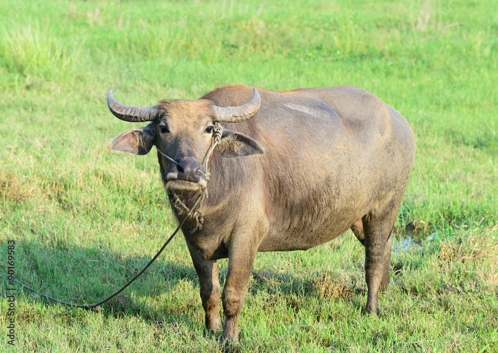 buffalo in grass meadow