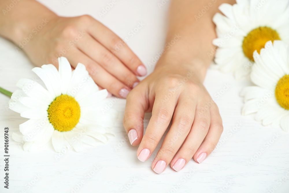 Woman hands with french manicure and chamomile on table close-up Woman hands with french manicure and chamomile on table close-up