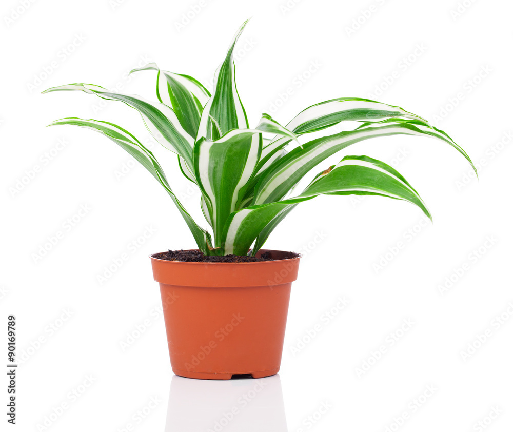 Dracaena fragrans (cornstalk dracaena) isolated on a white backg Dracaena fragrans (cornstalk dracaena) isolated on a white backg
