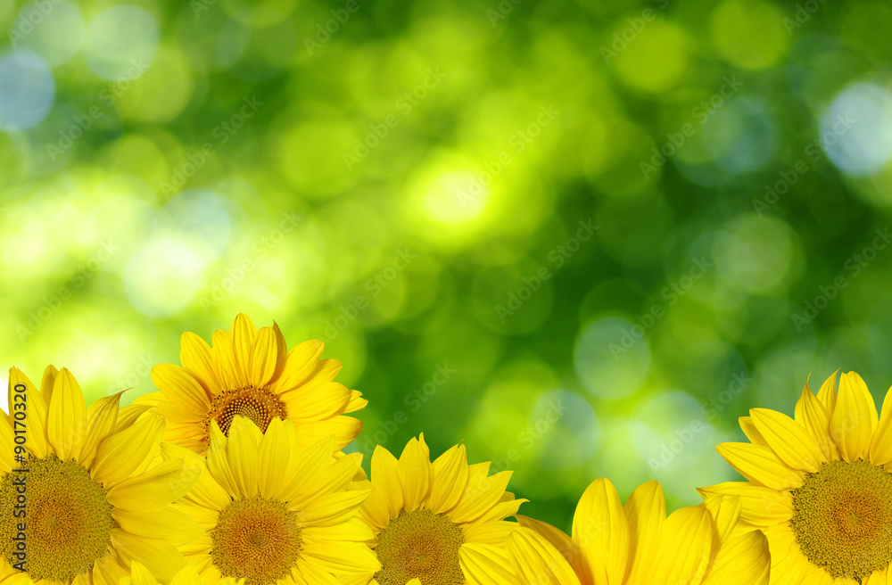 Fototapeta premium sunflower