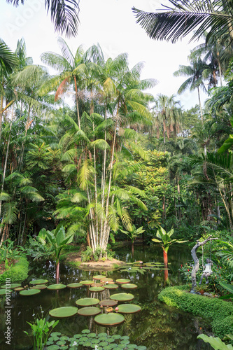 Photography Pond with water lilies and palm trees in Singapore Botanic Gardens