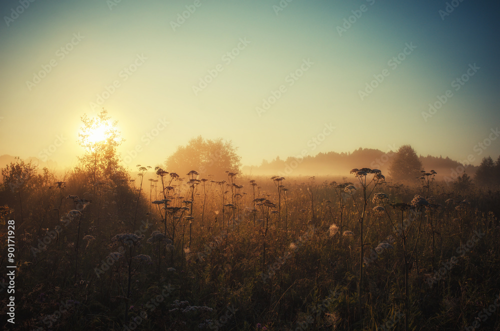 The sunlight over foggy field. Russian nature