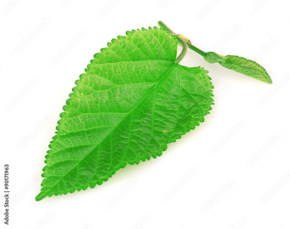 Fototapeta premium Mulberry leaf isolated on white
