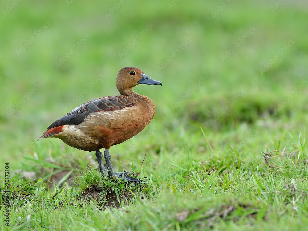 Lesser Whistling-Duck Lesser Whistling-Duck