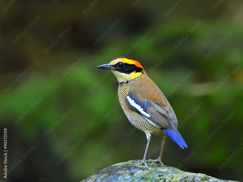 Fototapeta premium Bird (Banded Pitta) , Thailand