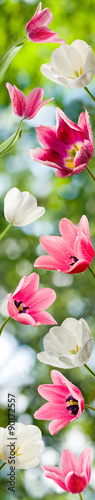 Fototapeta Naklejka Na Ścianę i Meble -  image of beautiful tulips closeup