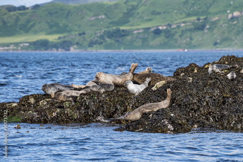 Foche sull'isola di Skye photo