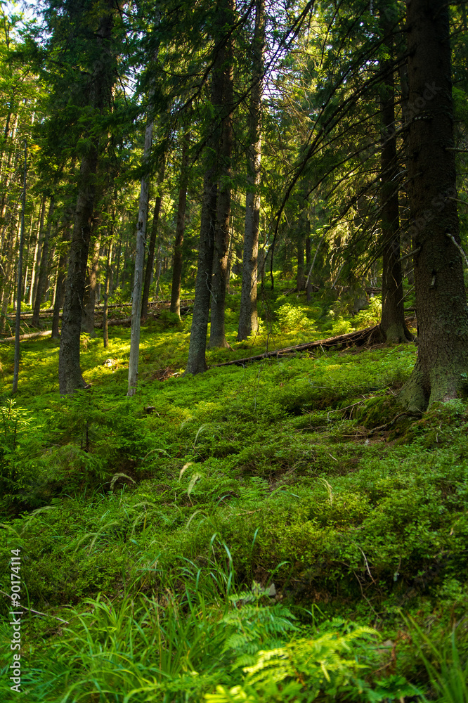 Fototapeta premium Beautiful pine trees on mountains