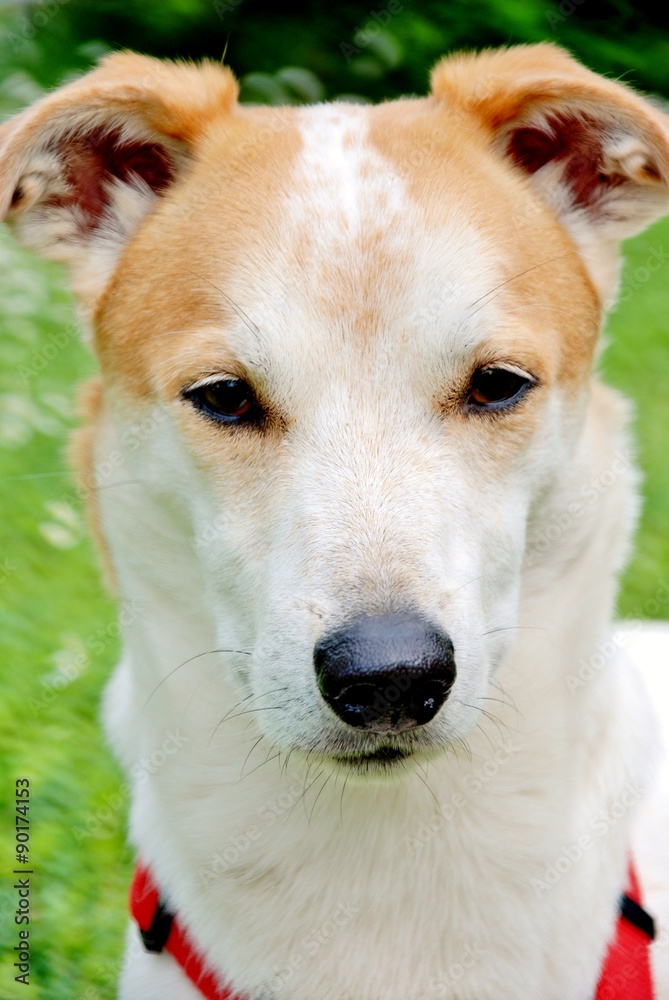 jack Russell razza canina