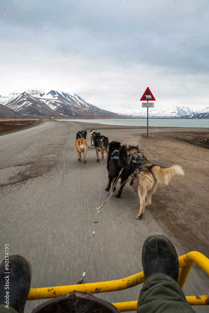 Summer dog sledding, first person perspective