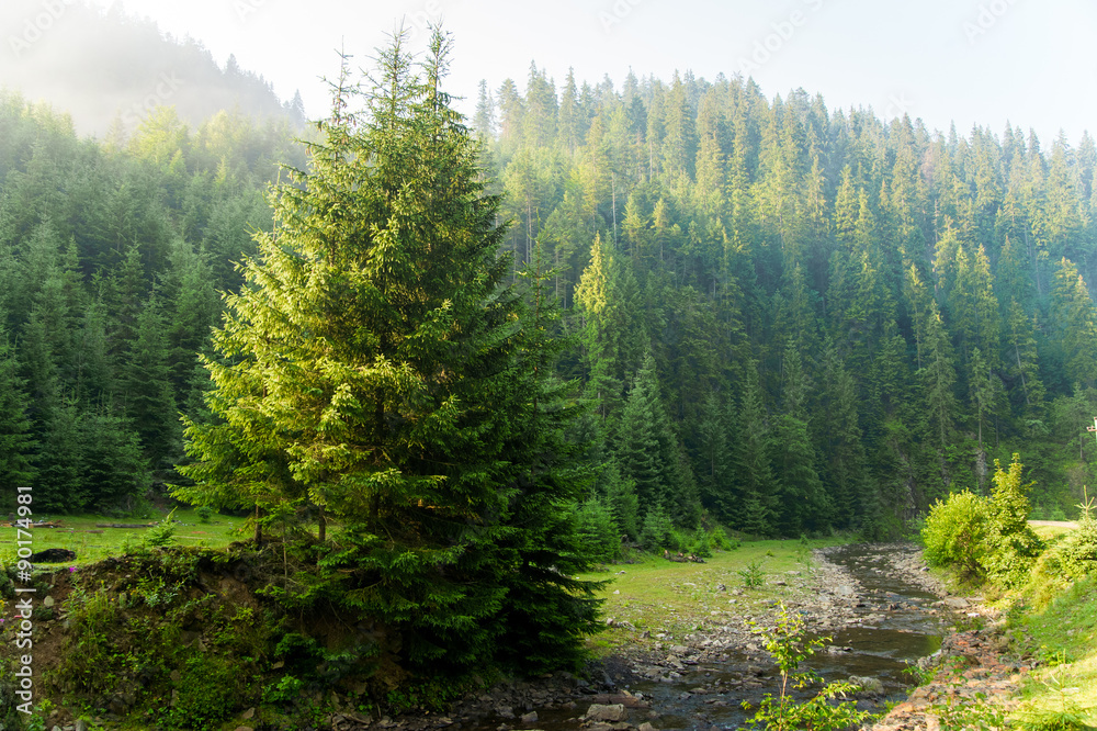 Beautiful pine trees on  mountains