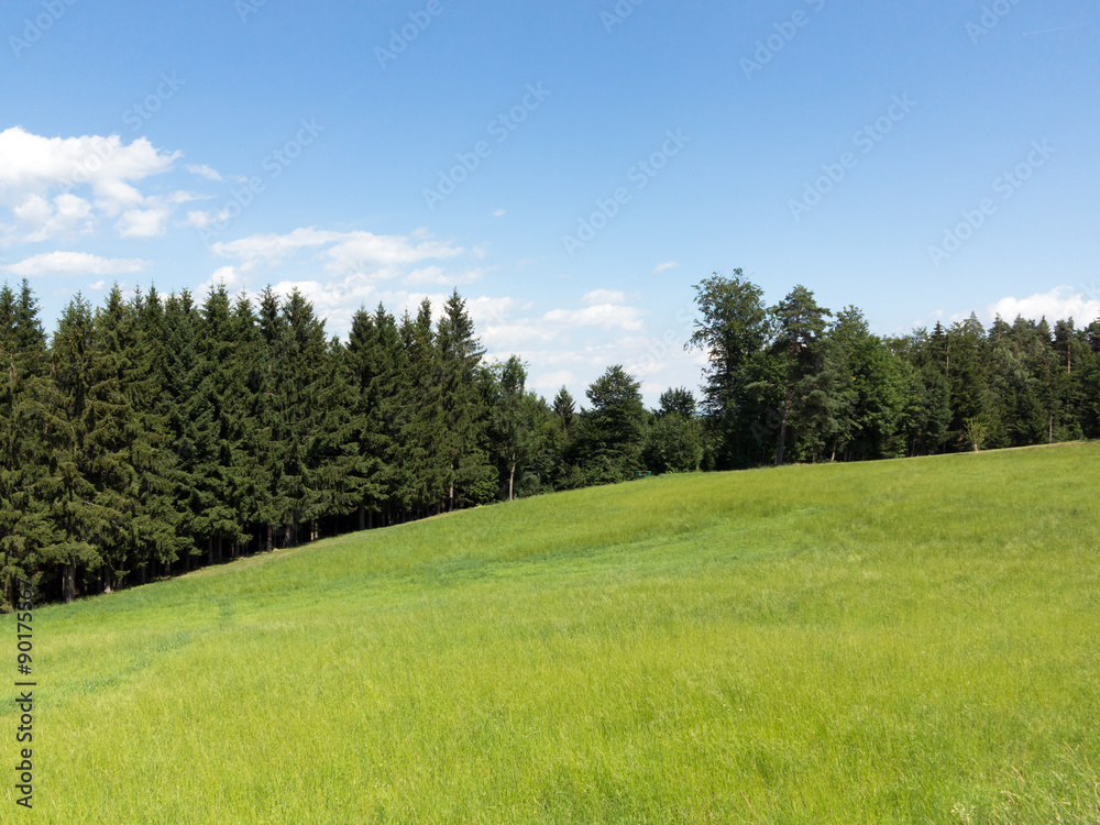 Wiese, Wald und blauer Himmel Wiese, Wald und blauer Himmel