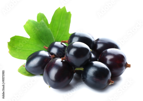 Wild black currant with green leaves isolated on white