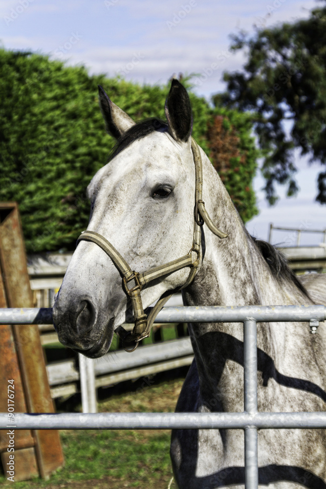 Obraz premium cheval 29082015
