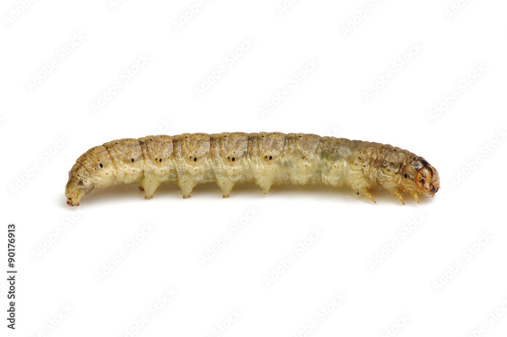 caterpillar caterpillar