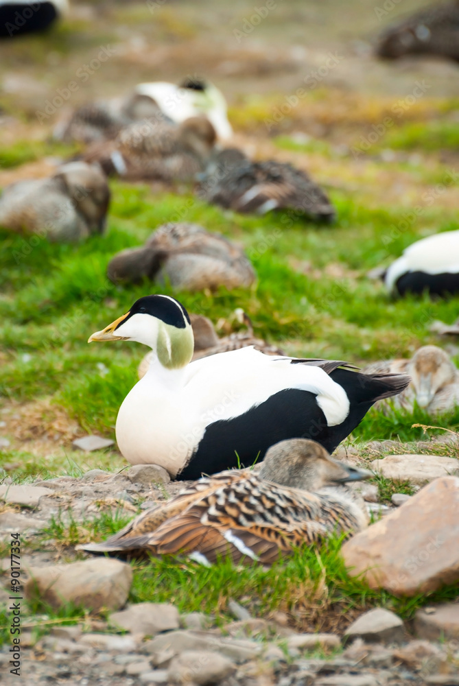 Fototapeta premium Common eider nesting