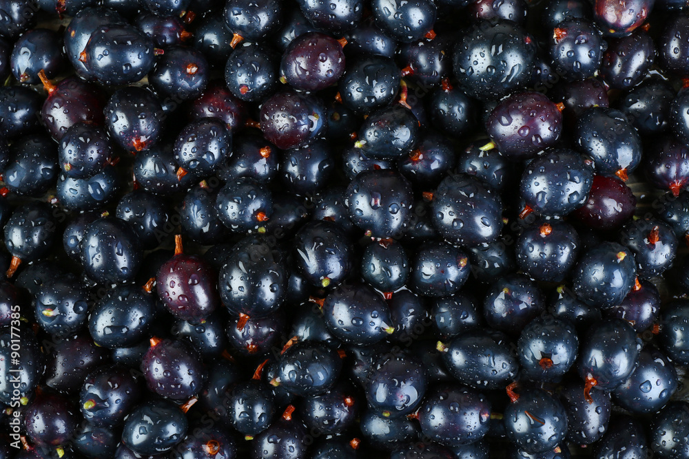 Heap of wild black currant close up Heap of wild black currant close up