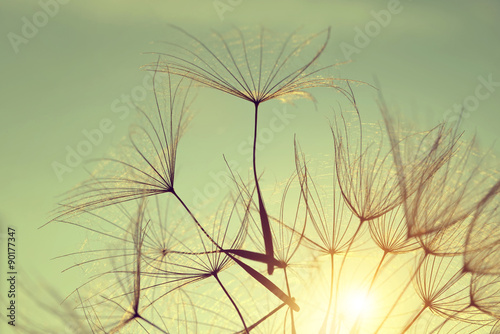 Dandelion flower at sunset. Beautiful nature details.