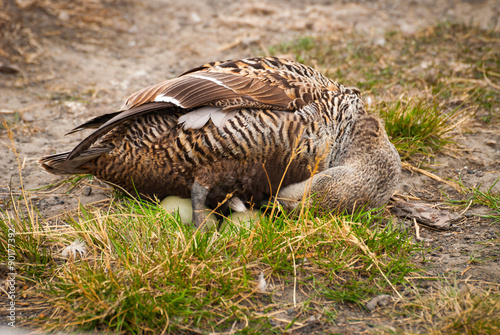 Canvas Print Female common eider bird laying eggs