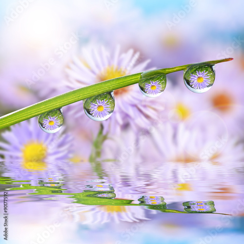 Flowers in the drops of dew on the green grass. Nature background.